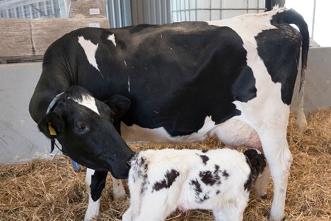 Accessed via: https://www.dairyglobal.net/specials/facilitating-metabolic-adaptation-in-cows/
