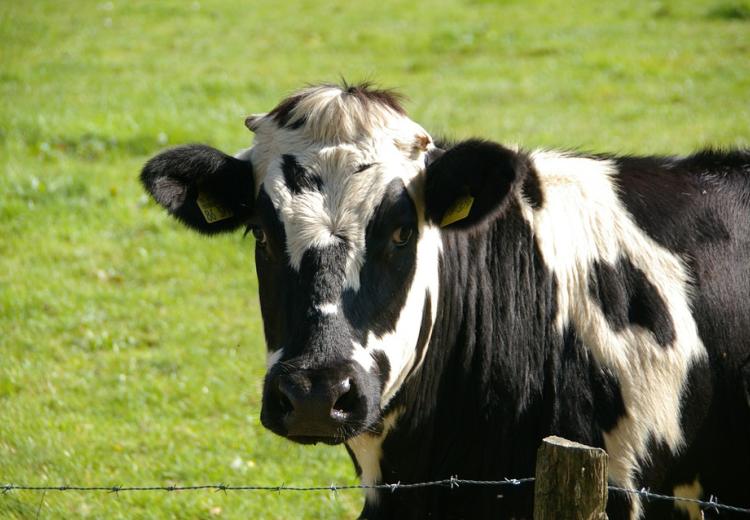cow