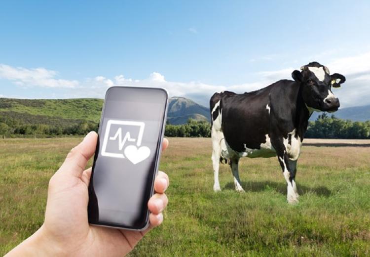 Accessed via: https://irishadvantage.us/moocall-fitbit-for-cows/
