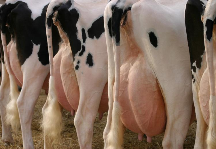 Accessed via: https://fil-idf.org/our-work/animal-health-welfare-2/udder-health/
