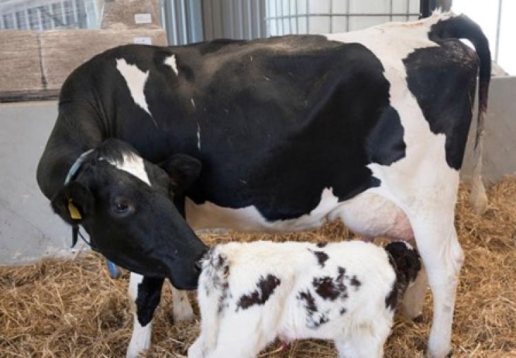 Accessed via: https://www.dairyglobal.net/specials/facilitating-metabolic-adaptation-in-cows/