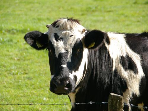 cow
